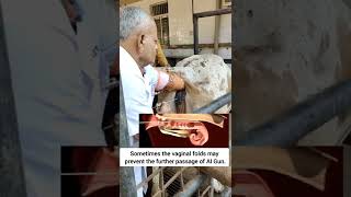 how to do artificial insemination in cow step-by-step explained | prof GNP