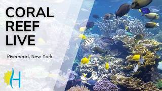 New York · of the Coral Reef exhibit at Long Island Aquarium · NY live stream
