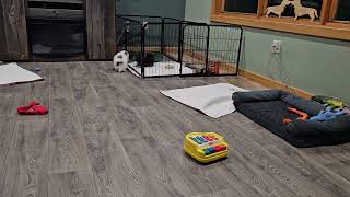 Week of 07132025 Parti Male