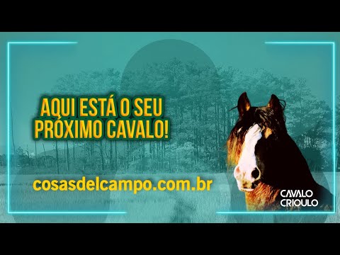 Cavalo Crioulo - RZ Mal Abrigo da Carapuça-TE