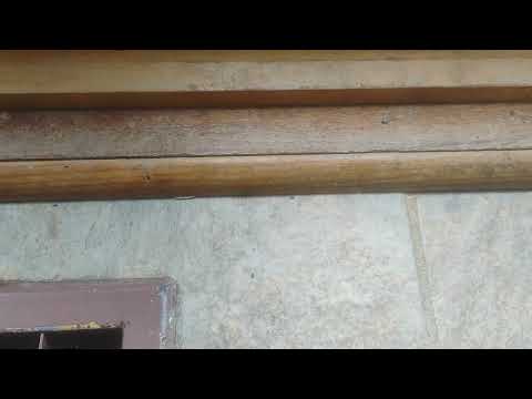 Ants Blocking the Back Door in Parlin, NJ