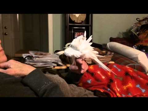 Pisco preen and shake