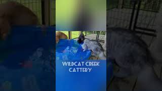 Maine Coons and their swimming pool