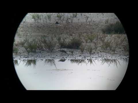 Red Knot (juvenile/winter) in Škocjanski zatok, Koper (August 8th, 2020)