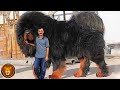 Les 10 Chiens Les Plus Chers Du Monde