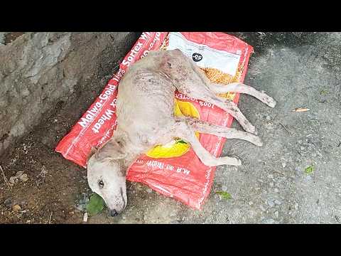 Dying of mange, starving and wounded, he had one chance