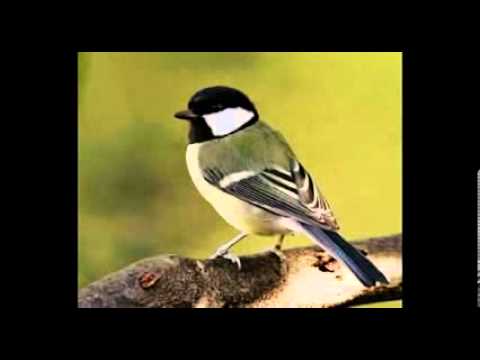 Bird Chirping Sound Effect