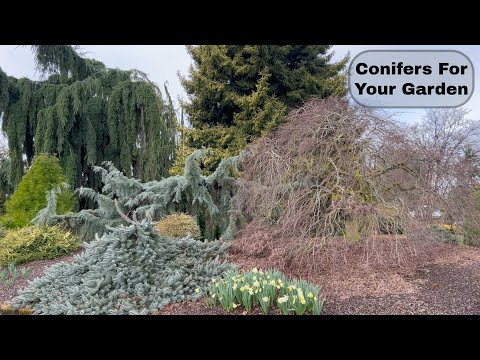Landscape Worthy Conifers | Early Spring Stroll Through A Beautiful Conifer Garden