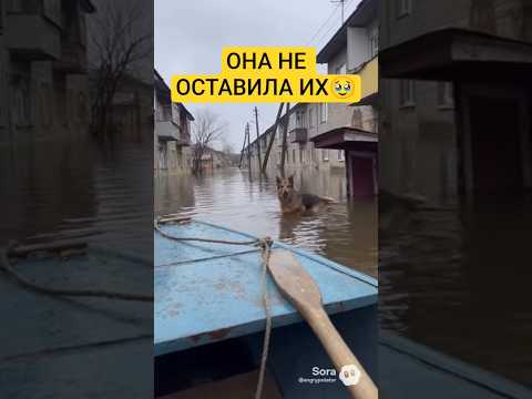 ЭПИЧНЫЙ ФИНАЛ. Она привела помощь... #животные #милота #shortvideo #собака #спасение