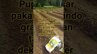 Download lagu Pemupukan dasar untuk tanaman cabe dengan pupuk NASA #pupukcabe #organindogranule #tangguhdekomposer mp3