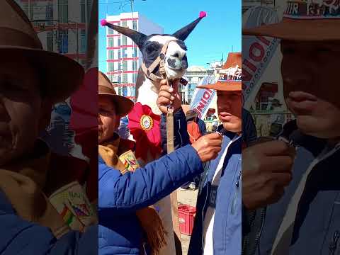💰¡El valor de un campeón andino! Continuamos desde XV Expoferia Nacional de Camélidos La Paz 2025
