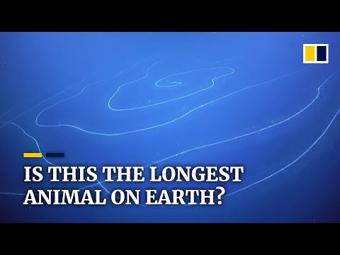 科学者らは西オーストラリア沖の海域で地球上で最も長い可能性のある動物を発見した