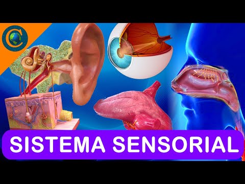SENSORY SYSTEM