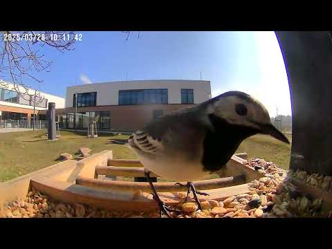 Besuch der Bachstelze | Aufnahmen der Vogelhauskamera | Ev. Campus-Kita Werder