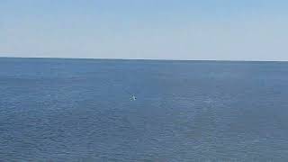 Pescăruși la Gura portiţei