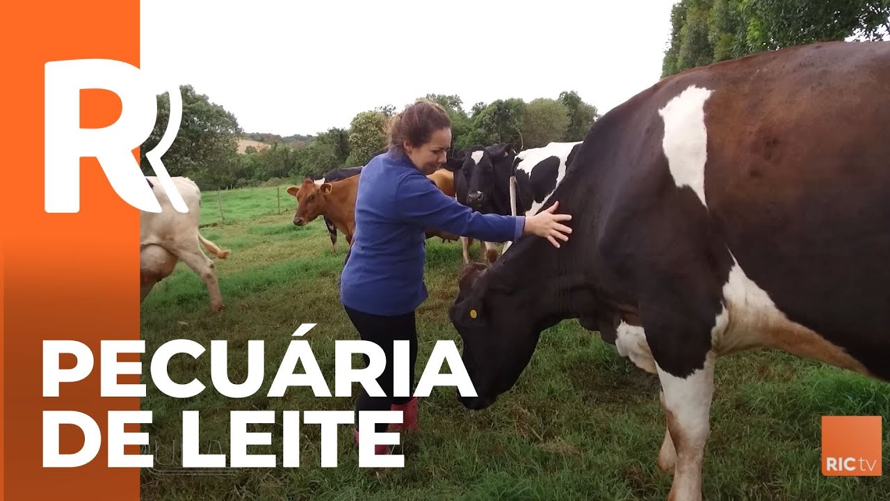 Modelo de pequena pecuária de leite