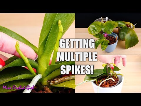 Phalaenopsis Orchids - How I get multiple flower spikes! 🌸🌸🌸