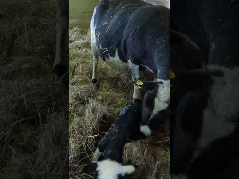 Baby lamb takes its first breath and stands up, #farming #farmlife #sheep #lamb #Switzerland #Alps