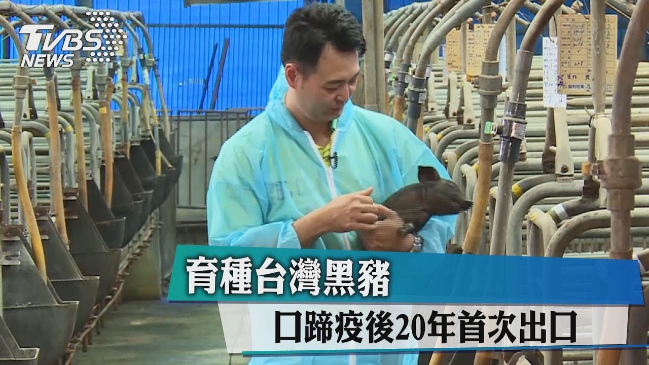 育種台灣黑豬 口蹄疫後20年首次出口
