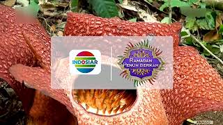 Download lagu Indosiar - Station ID Ramadan Penuh Berkah - Pantai Sungai Suci - Prov Bengkulu 5s (2022) mp3