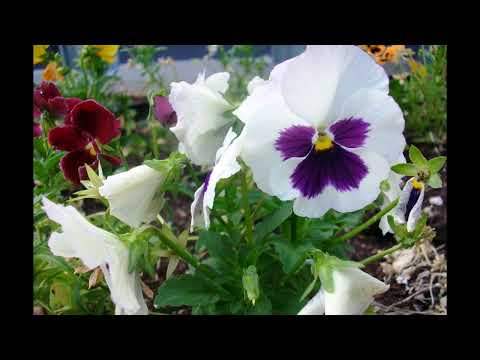 image : Samedi au jardin : Cabourg (Calvados) 