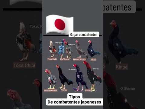 raças combatentes japoneses #galo #avesdomesticas