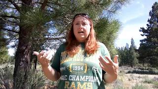 How to Deal With Buck Male Goats  |  Top 5 Questions