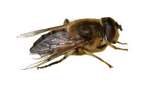 Drone-fly