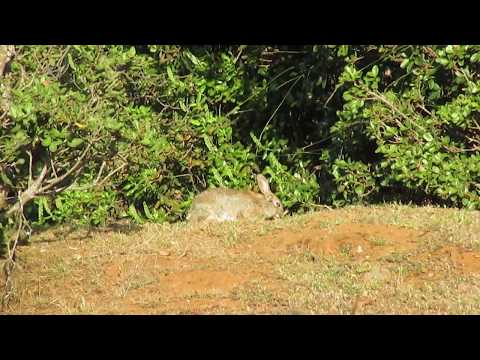 Head- Shot Conejo 50 Metros