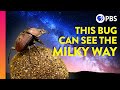 Why Dung Beetles Stare At The Stars IN OUR NATURE