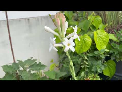 Oscar gave birth to Leo(Kitten)-Aayushi Garden