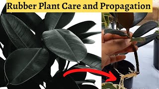 Rubber Plant Care and Propagation | Ficus Elastica | Varieties