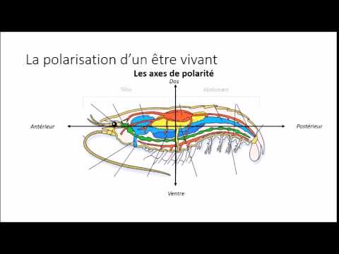 2de-TP6-Parenté-Vertébrés-Introduction