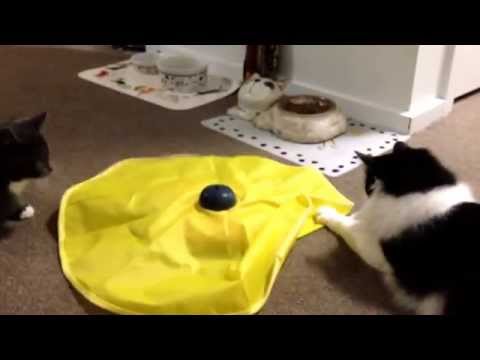 Wilbur and Basil with the cats meow