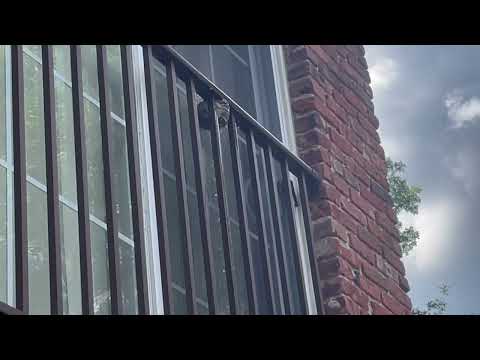 Bald-Faced Hornets Nesting on the Railing in Tinton Falls, NJ