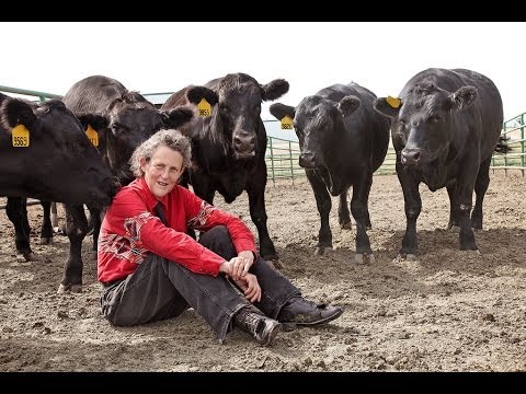 Temple Grandin on Visual Thinking and Animal Behavior
