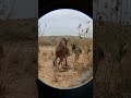 Beautiful Donkey Sex Video