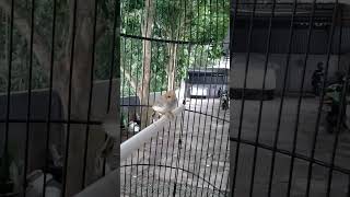 Download lagu Prenjak betina paud belajar gacor 🔥 #Prenjak_betina #Prenjak_Gacor mp3