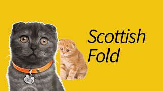 10 Scottish Fold Facts!—#4 is often OVERLOOKED!