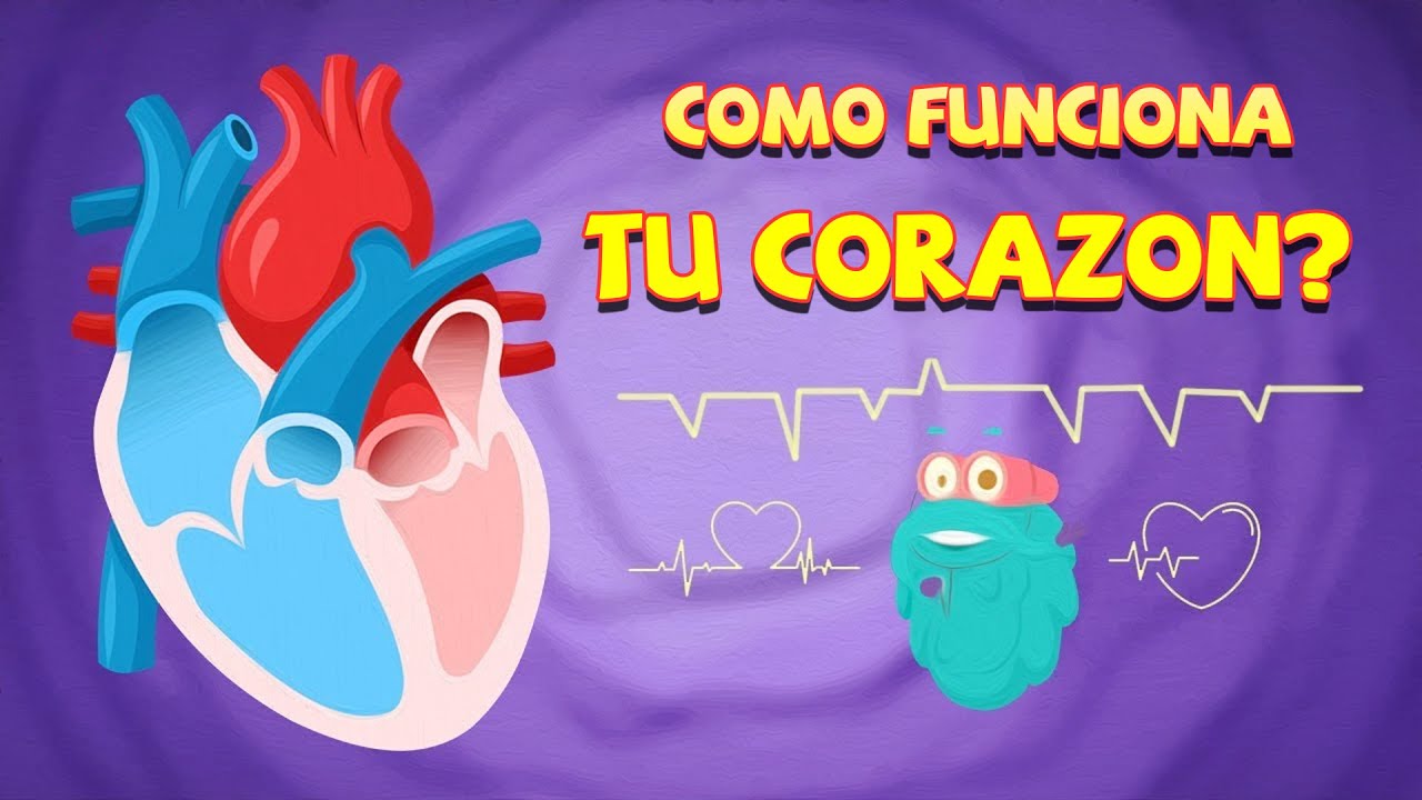 El secreto del corazón humano | Ciencias para niños