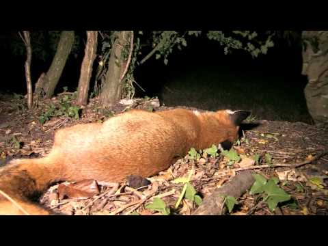 Long-distance night-vision foxshooting