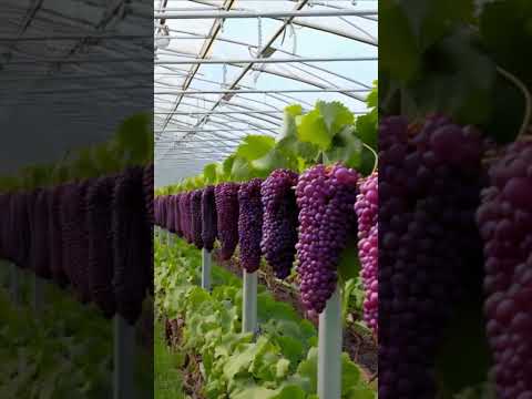 new grape varieties #greenhouse  #farming #grape