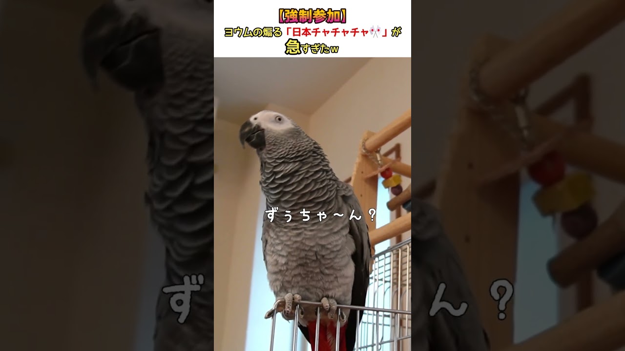 人を巻き込んでくスタイルの応援団鳥🎌 #おしゃべり #インコ #ヨウム #おもしろ動画 #応援 #がんばれニッポン #オリンピック