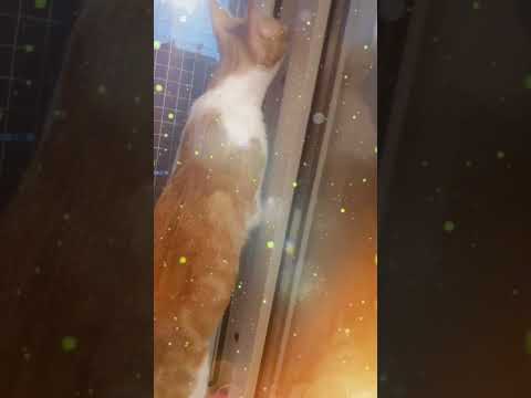 Lilibeth ( official music video )