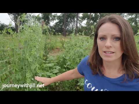 Plant Peas then Cucumbers Using the Same Trellis and Garden Space