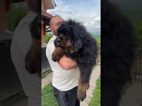 Tibetski mastif, štenci video thumbnail