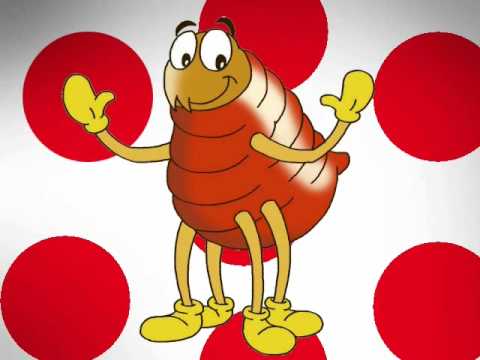 PULGUINHA NA CUECA DO VOVÔ - Vídeo Infantil | Desenho para Crianças