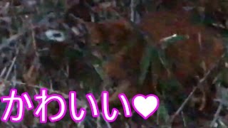 [実写] ササをもぐもぐしている生物がかわいすぎた [ねこ動画] [みそにんげん]