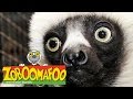 Zoboomafoo Season 1 Episode 1 5 Full Episode Compilation Kids TV Shows