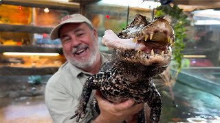 Feeding Dwarf Caiman & Giant Alligators! 😱 by Prehistoric Pets TV